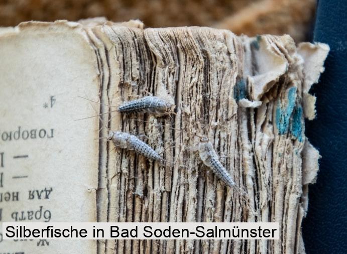 Silberfische in Bad Soden-Salmünster